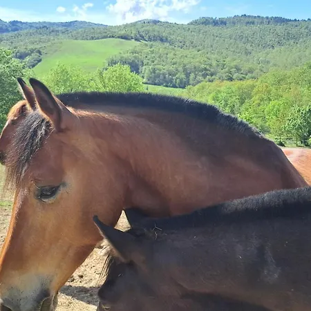 Podere Marcigliano Badia A Passigano